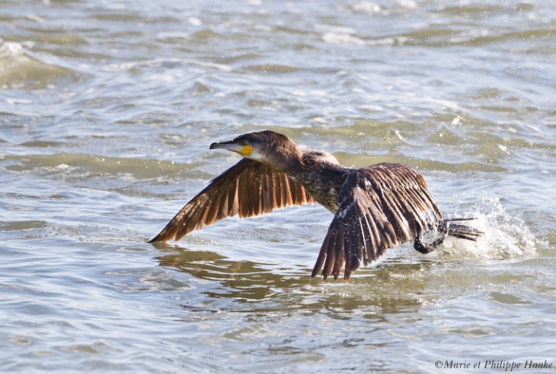 Cormoran 5270_wm.jpg - Grand cormoran - Great Cormorant - Phalacrocorax carbo(Bretagne, France, janvier 2011)